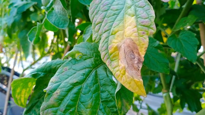 Block Early Blight Before Spots Spread