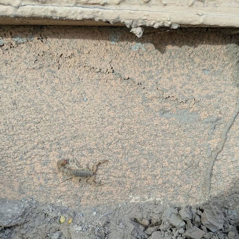 Block Wall Gaps Stay Undisturbed For Long Periods