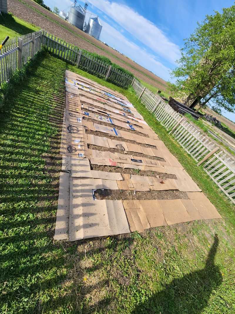 Block Weeds With Cardboard Layers