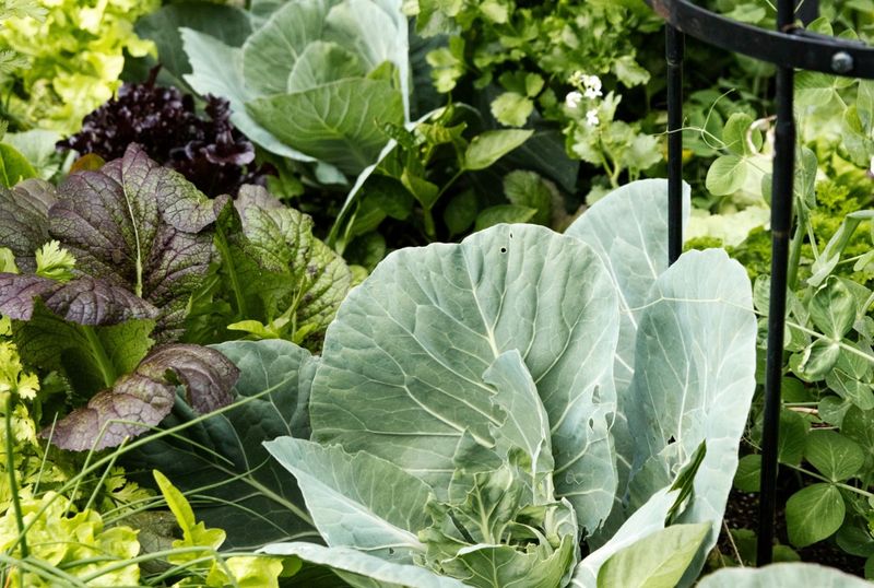 Blood Meal For Leafy Greens Blood Meal For Leafy Greens