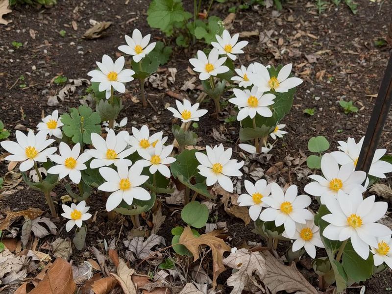 Bloodroot