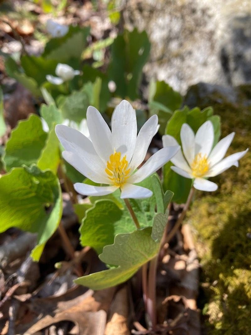 Bloodroot Adds A Bright Spring Moment