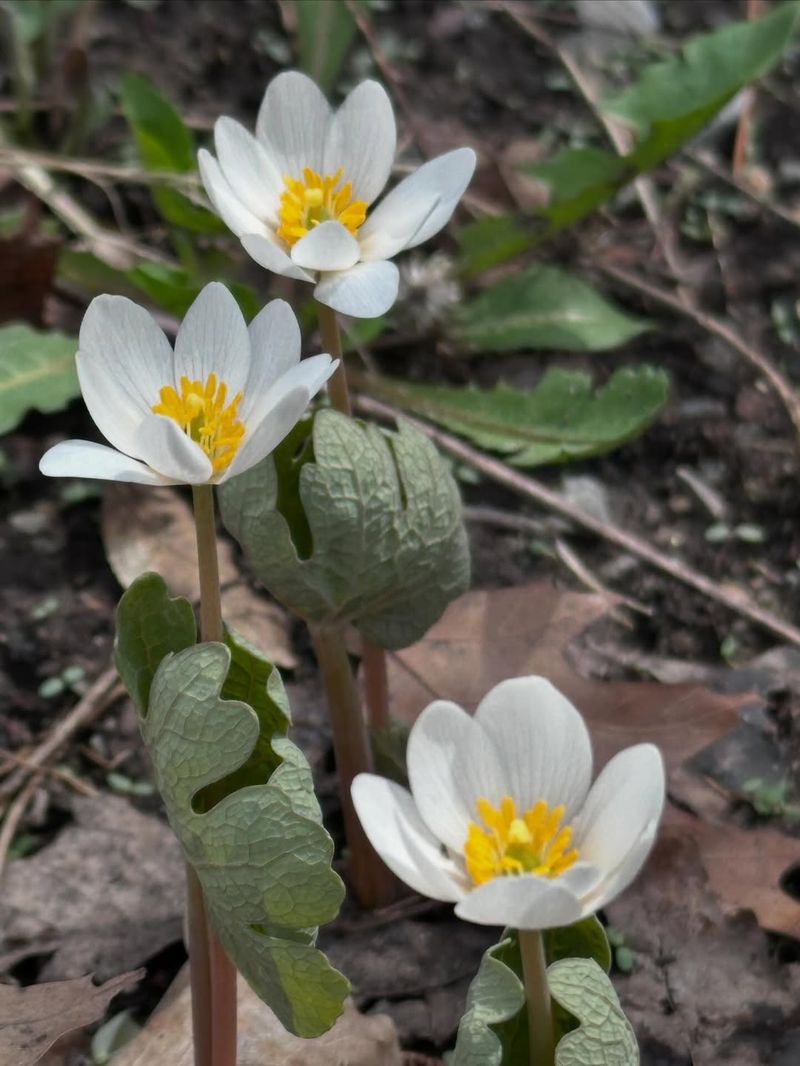 Bloodroot (Sanguinaria canadensis) Handles Michigan Woodland Conditions Beautifully Bloodroot (Sanguinaria canadensis) Handles Michigan Woodland Conditions Beautifully