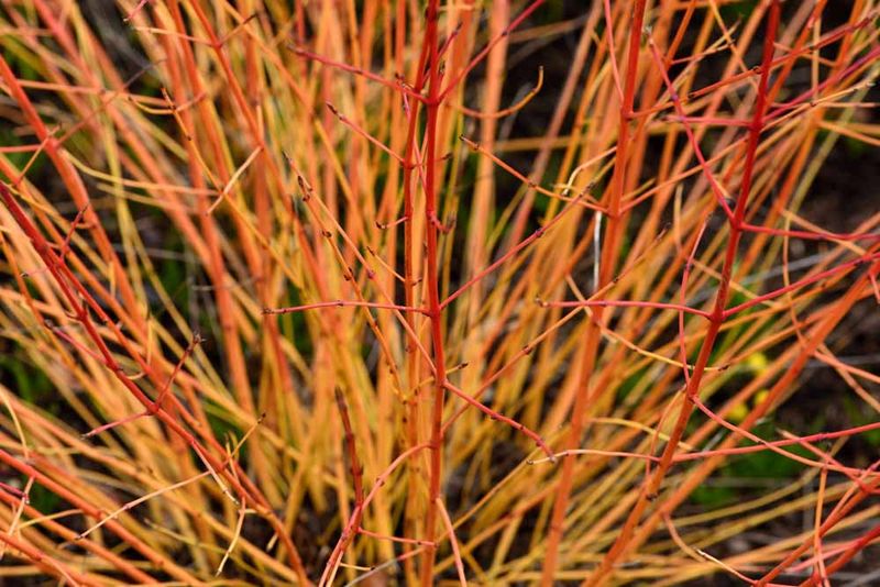 Bloodtwig Dogwood Grows Better After Hard Pruning