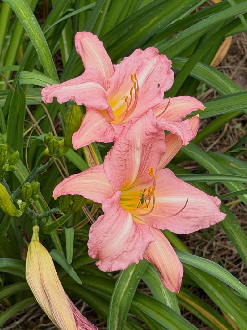 Bloom Size May Decrease Without Division