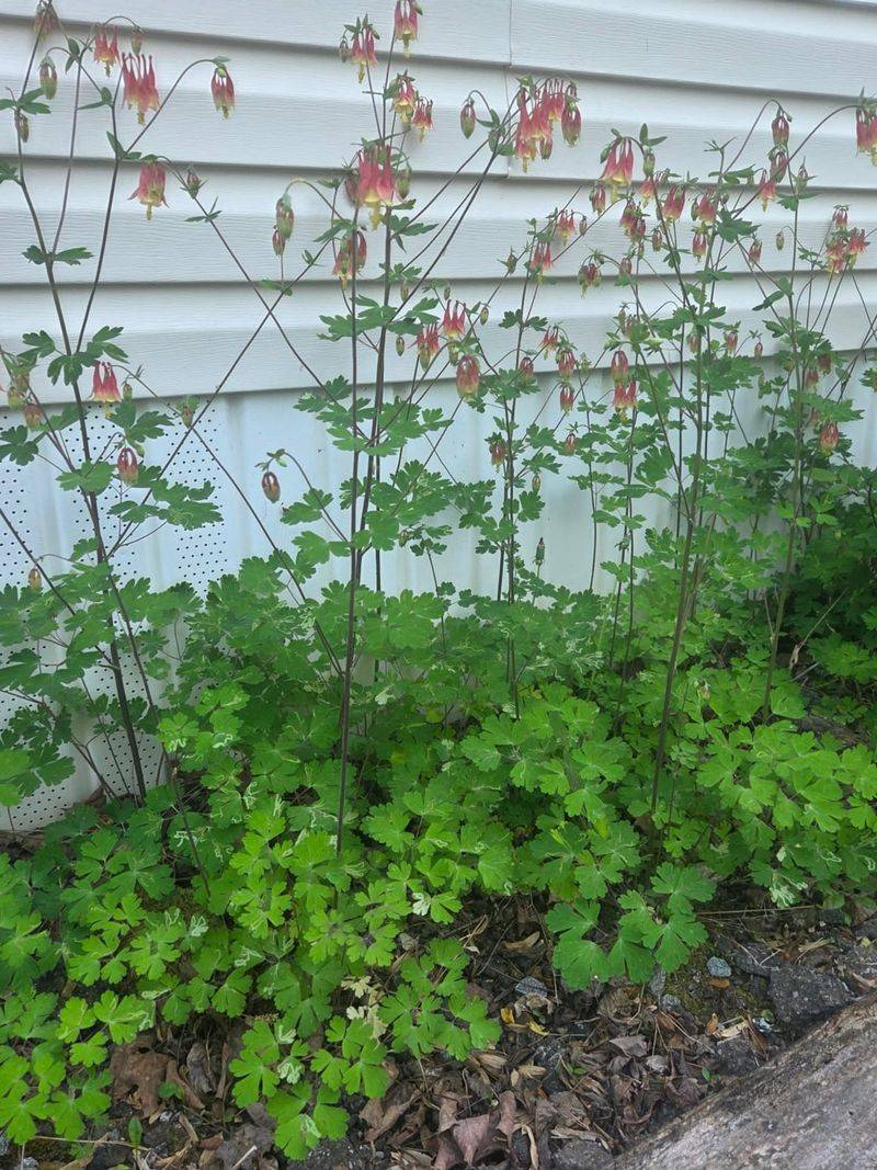 Blooms In Partial Shade To Light Shade