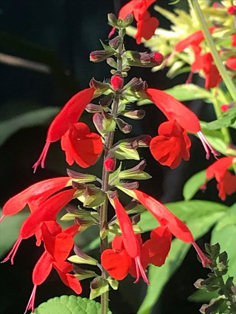 Blooms Keep Coming In Warm Weather