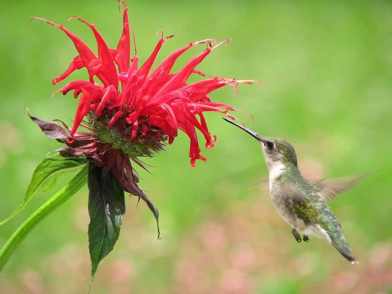 Blooms Right When Hummingbirds Are Passing Through