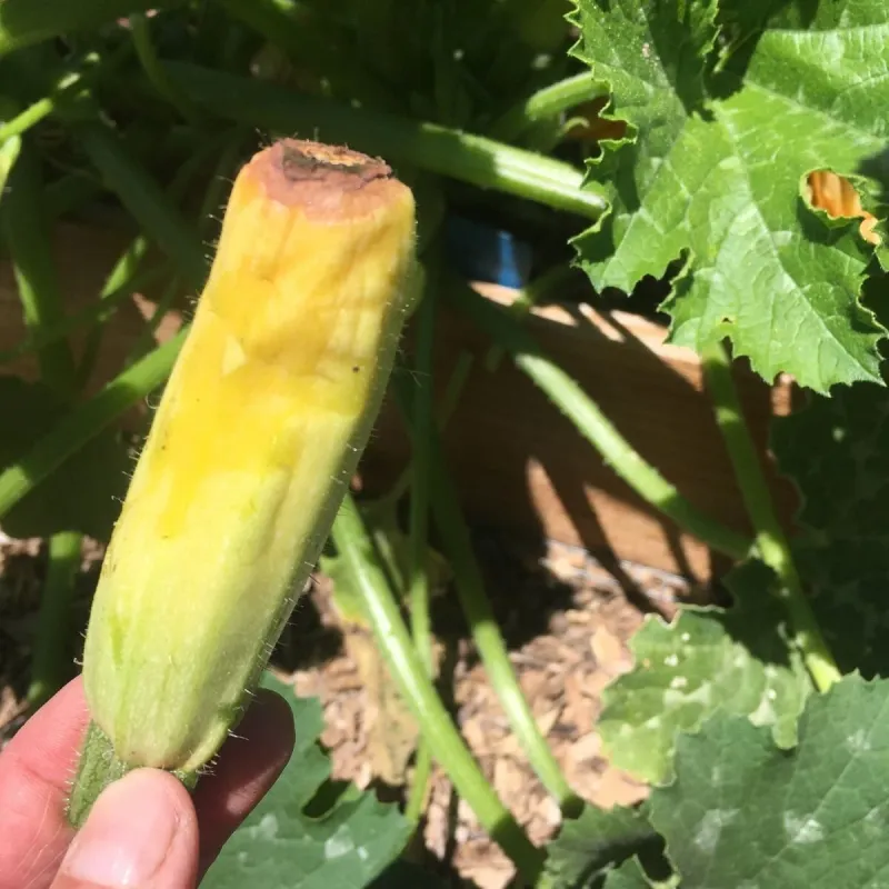 Blossom End Rot Starts With Watering Stress
