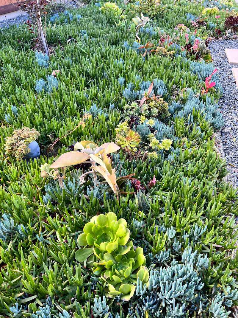 Blue Chalksticks Handles Heat With Succulent Foliage