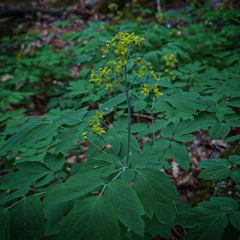 Blue Cohosh Blue Cohosh