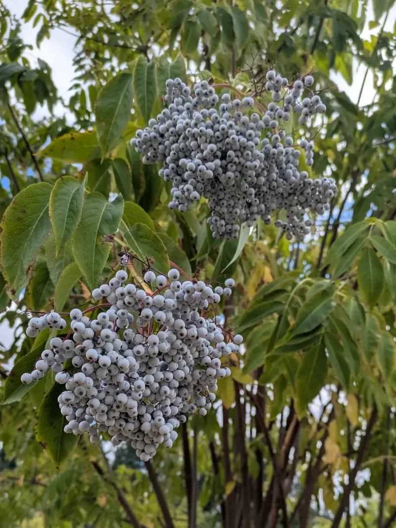 Blue Elderberry