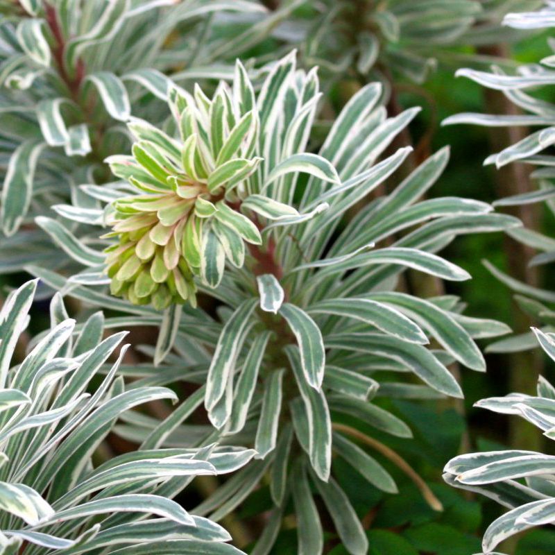 Blue Euphorbia Brings Blue-Green Texture