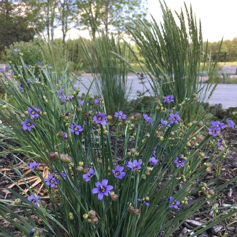 Blue-Eyed Grass Blue-Eyed Grass