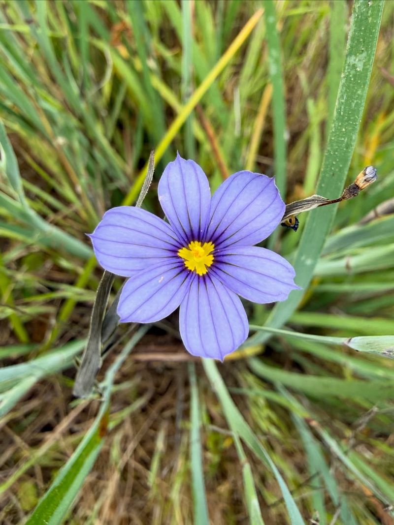 Blue Eyed Grass
