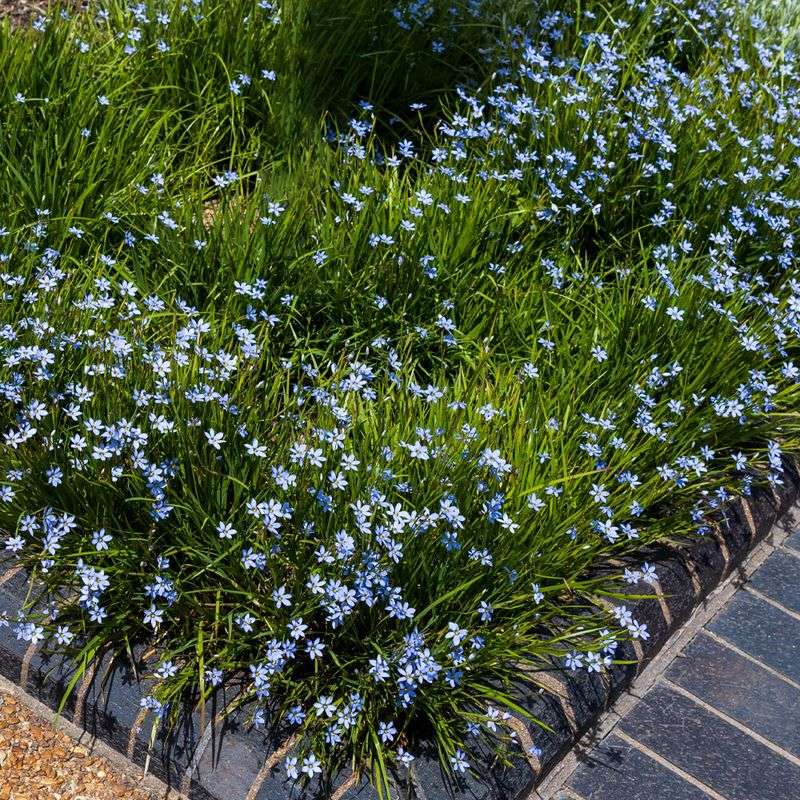 Blue Eyed Grass Adds Tiny Iris Like Flowers Along Sunny Paths Blue Eyed Grass Adds Tiny Iris Like Flowers Along Sunny Paths