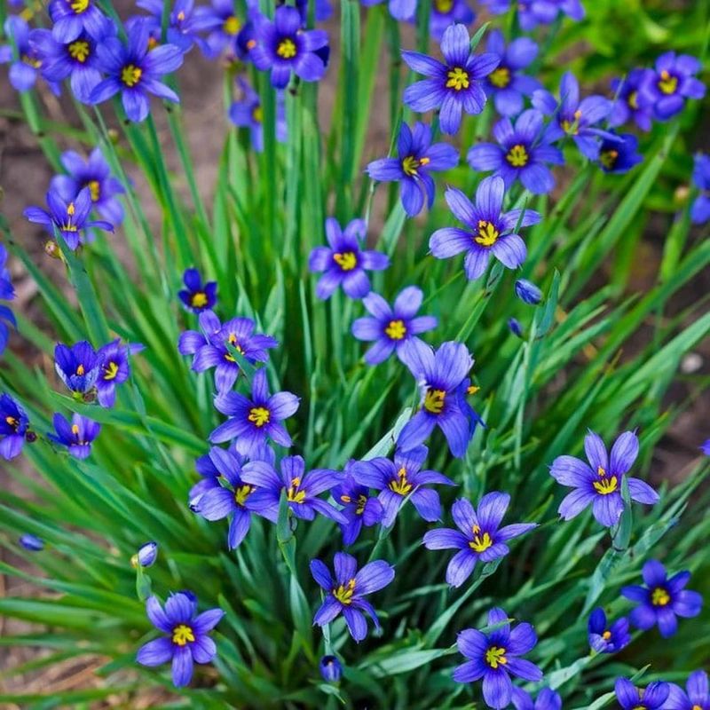 Blue-Eyed Grass Brings Delicate Garden Color Blue-Eyed Grass Brings Delicate Garden Color