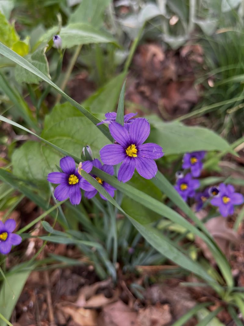 Blue-Eyed Grass Fits Small Defensible Spaces