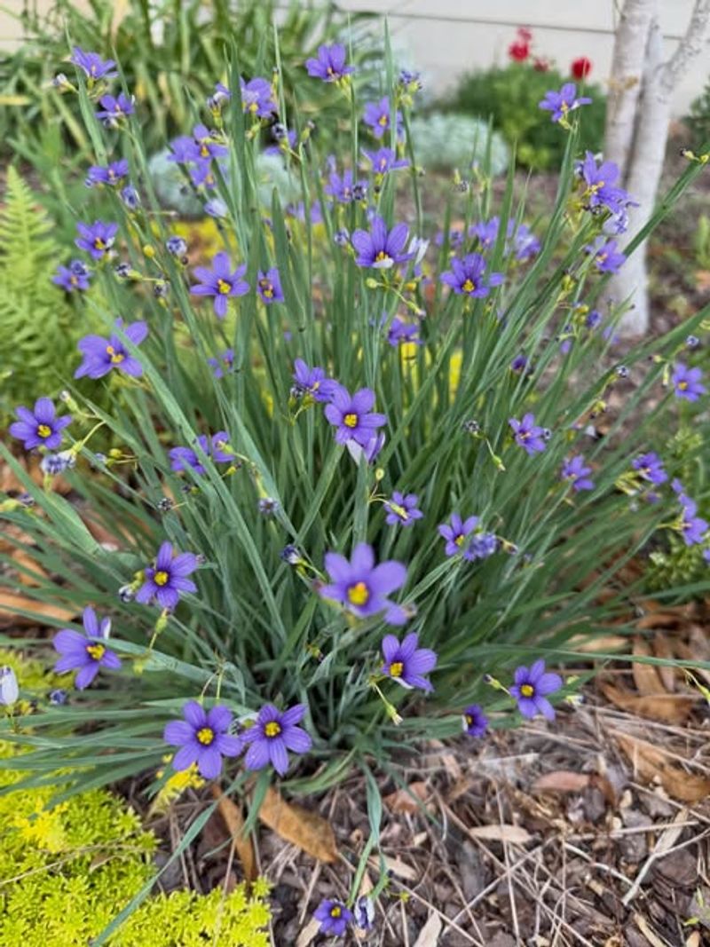 Blue-Eyed Grass (Sisyrinchium angustifolium)
