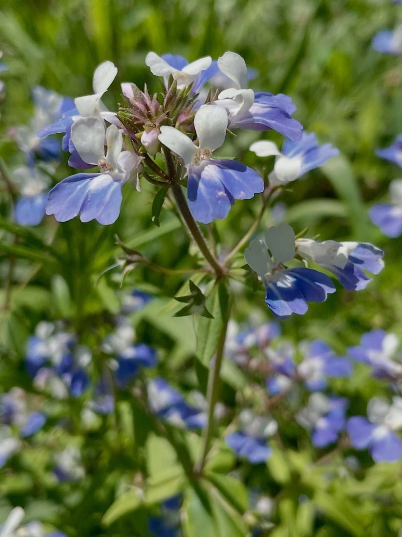 Blue-Eyed Mary