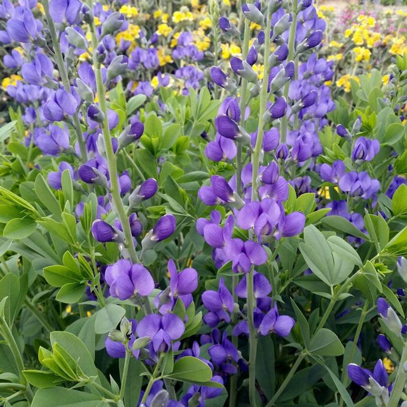 Blue False Indigo (Baptisia Australis)