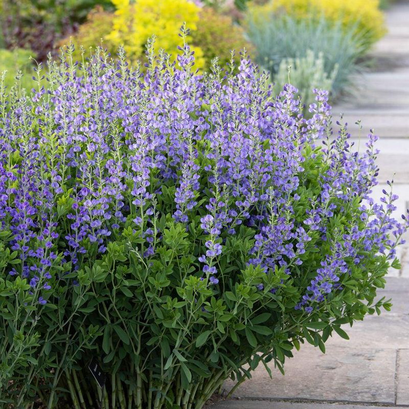 Blue False Indigo Hates Cold Wet Starts