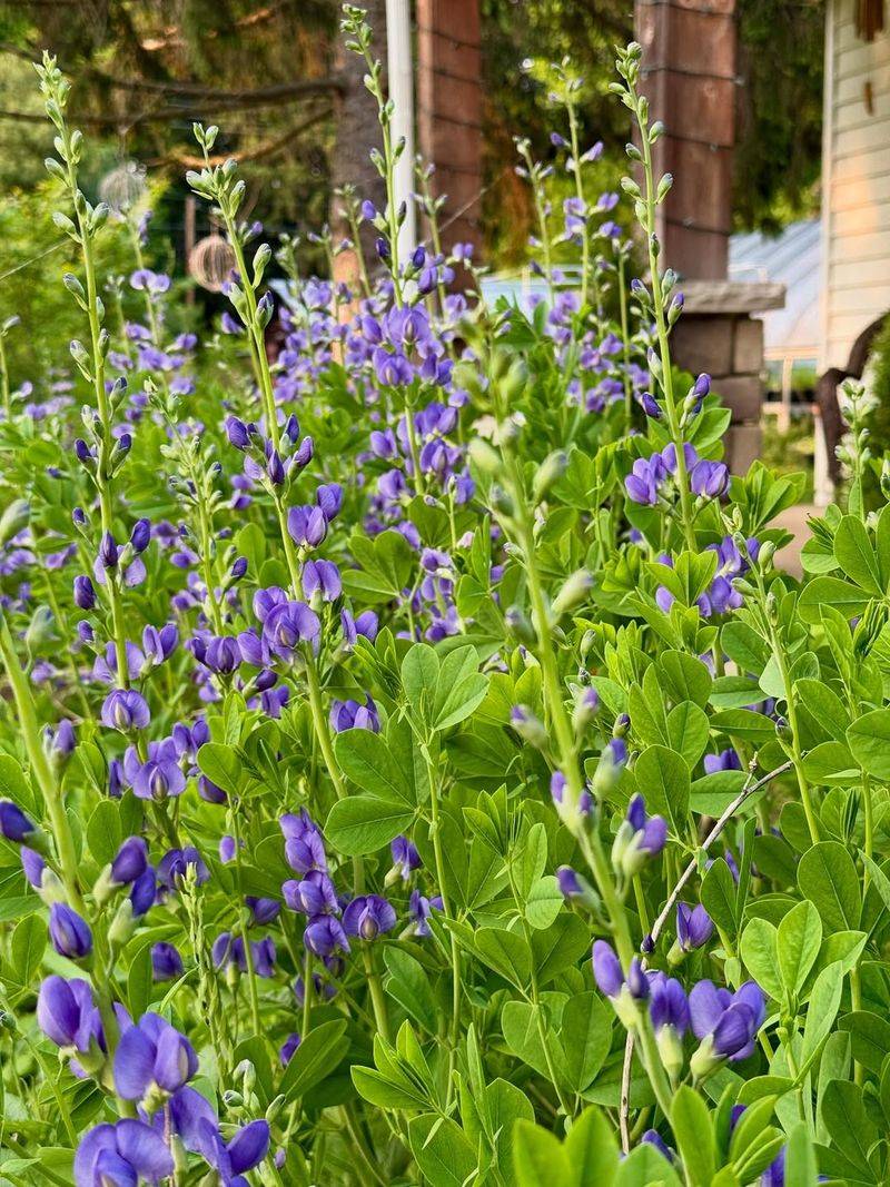 Blue False Indigo With Strong Upright Structure