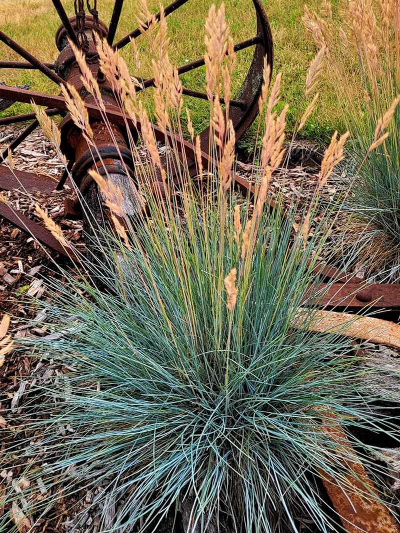 Blue Fescue Creates Year-Round Form With Minimal Water Needs