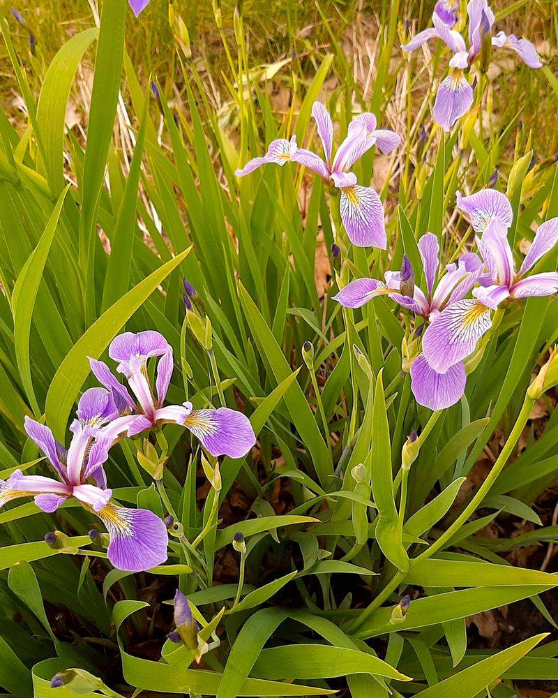 Blue Flag Iris Blue Flag Iris