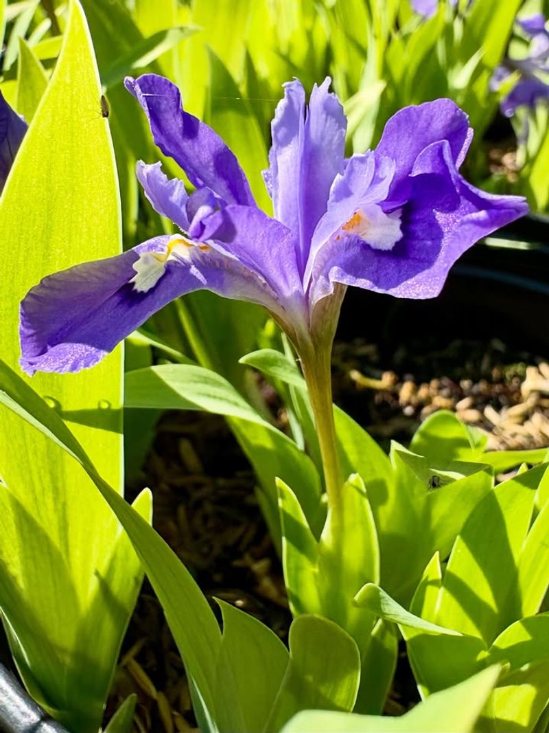 Blue Flag Iris