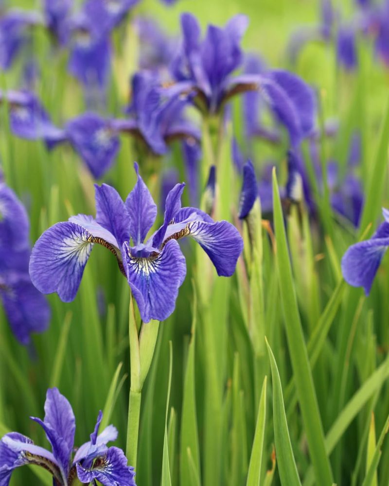 Blue Flag Iris Benefits From Occasional Division In Moist Gardens