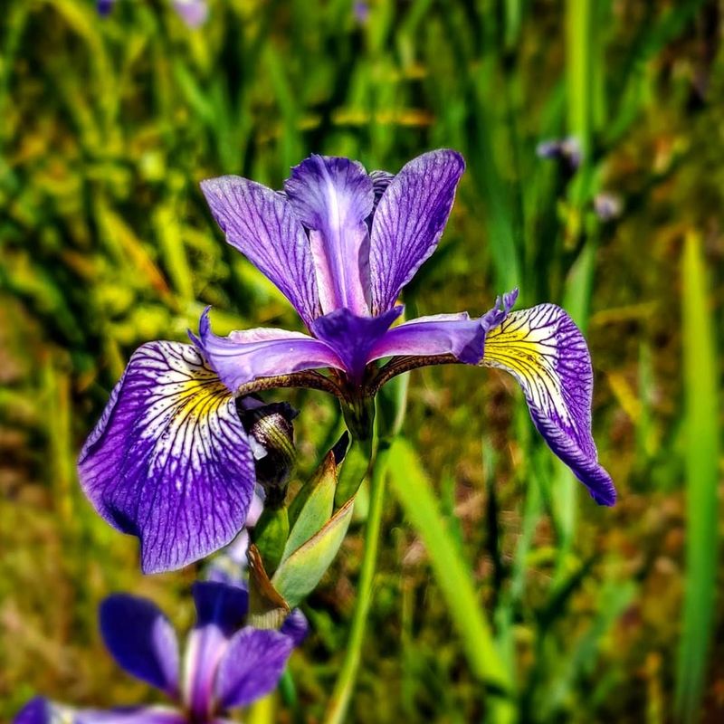 Blue Flag Iris Benefits From Spring Division In Moist Gardens