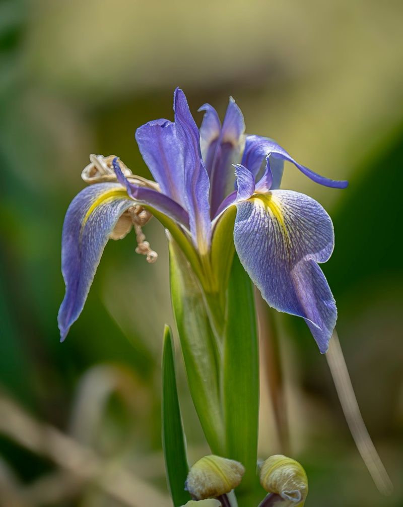 Blue Flag Iris (Iris versicolor)
