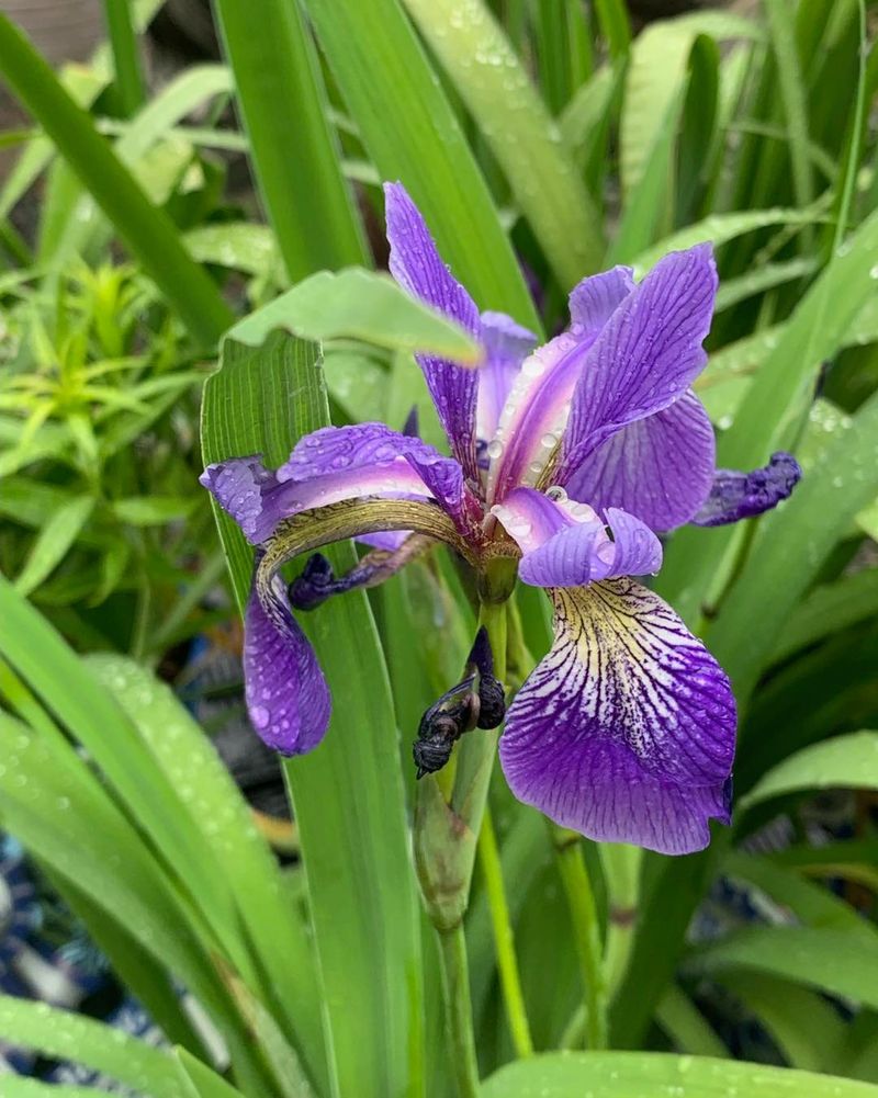 Blue Flag Iris (Iris versicolor)