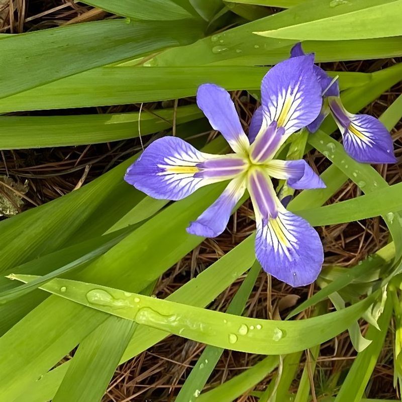 Blue Flag Iris Works Well Around Backyard Water Features