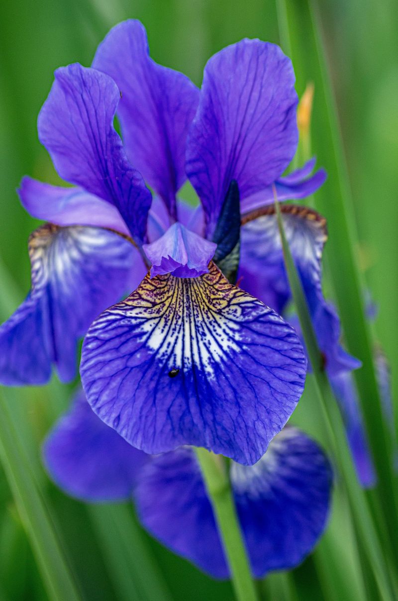 Blue Flag Iris