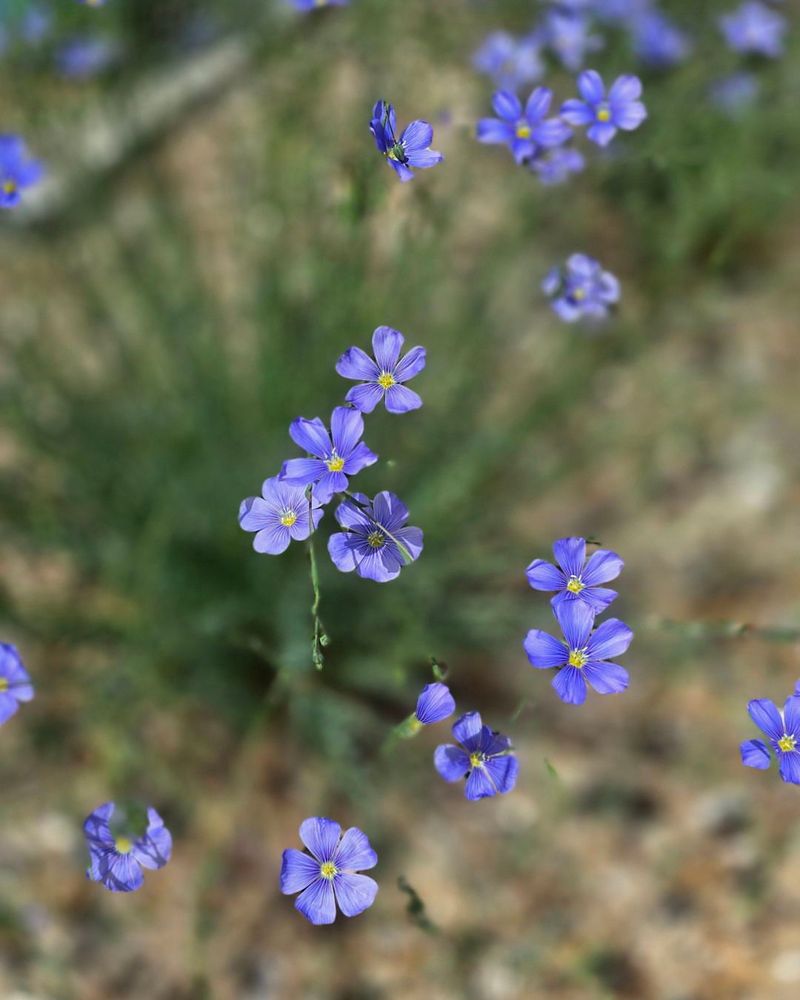 Blue Flax Blooms With Soft Sky Blue Flowers