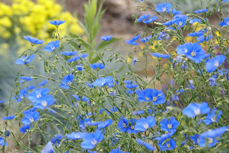 Blue Flax Dislikes Hot Dry Soil