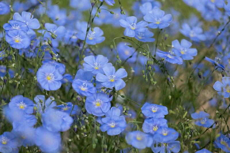 Blue Flax Is Small But Bees Have Strong Opinions About It