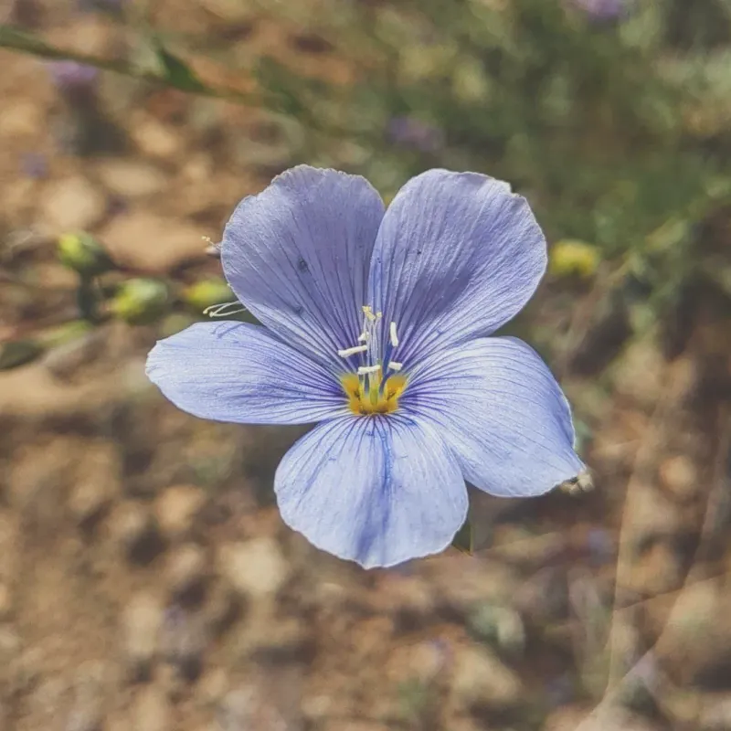 Blue Flax