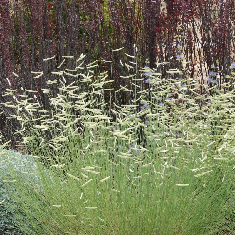 Blue Grama Fits Dry Sunny Banks
