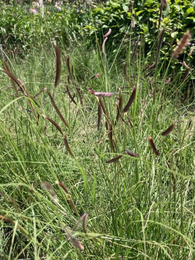 Blue Grama Holds Its Own In Hot Dry Spots