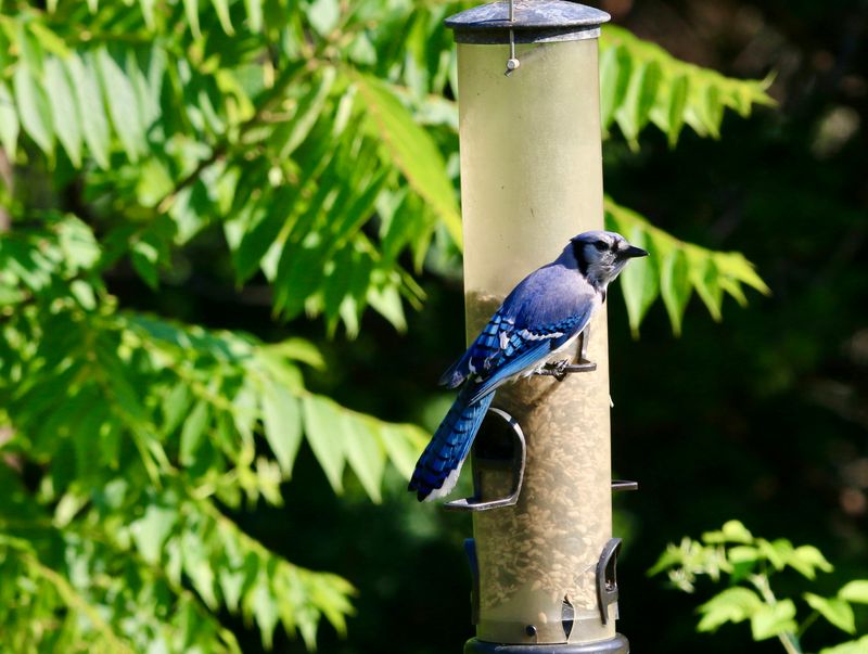 Blue Jays Bring Bold Energy To Backyard Birdwatching