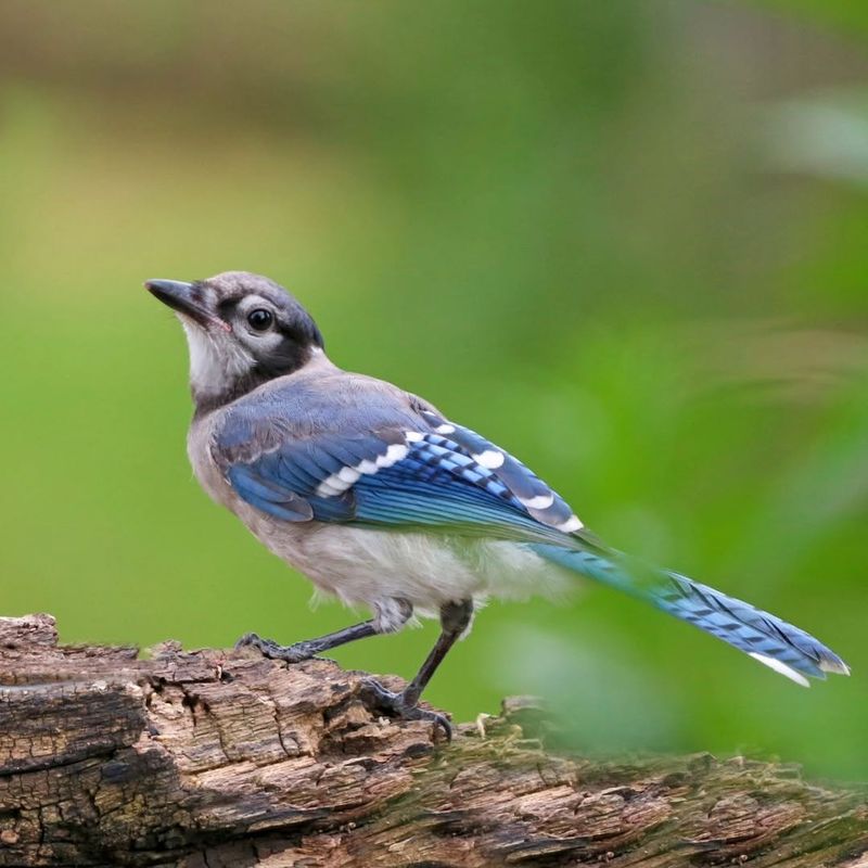 Blue Jays Help Move Acorns Through Local Woodlands