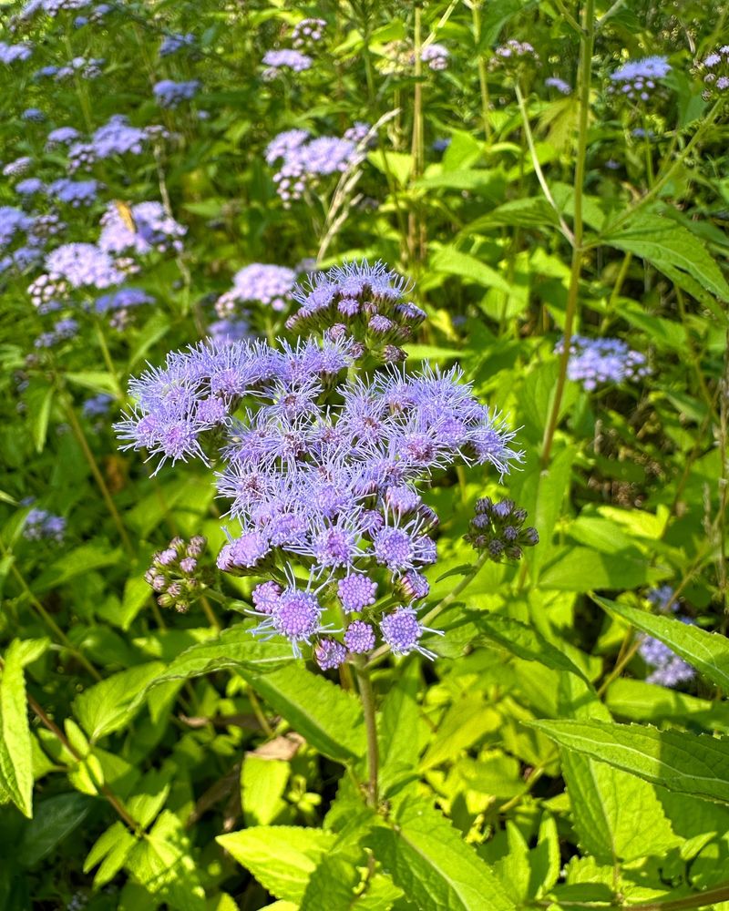 Blue Mistflower