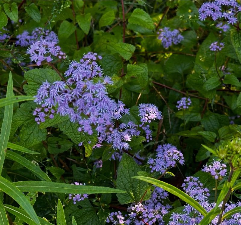 Blue Mistflower 