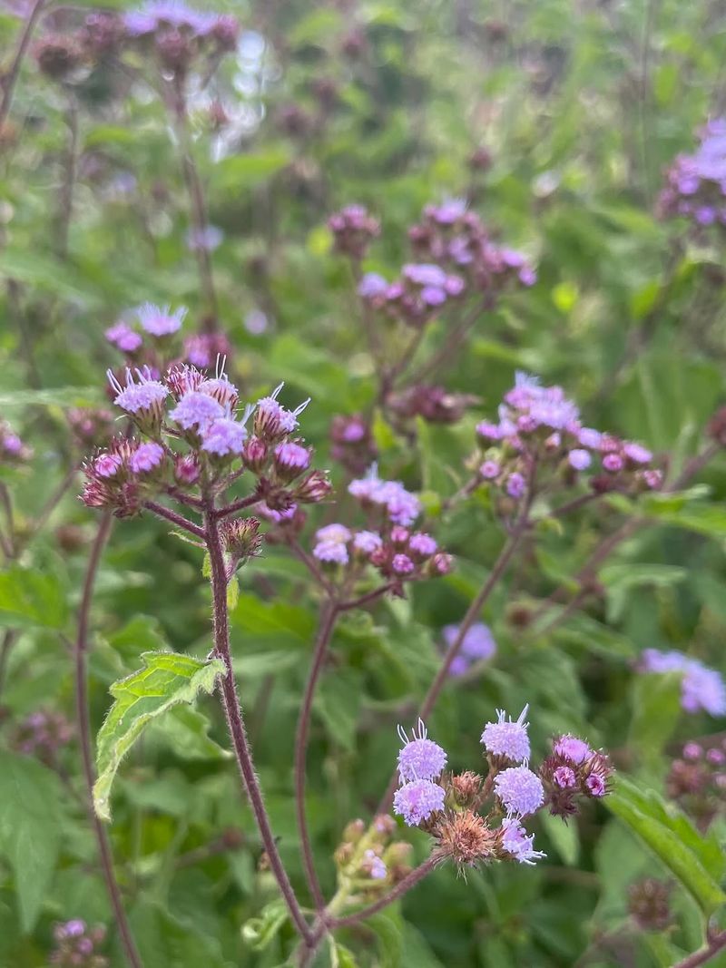 Blue Mistflower Is The Pennsylvania Perennial More Gardeners Should Be Growing Blue Mistflower Is The Pennsylvania Perennial More Gardeners Should Be Growing