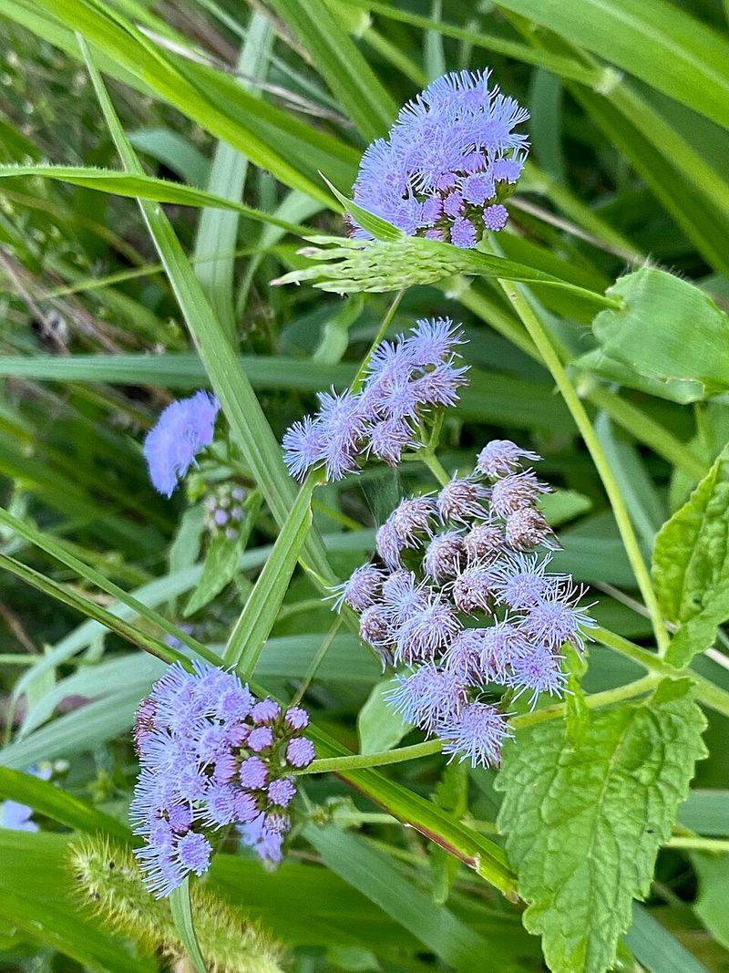 Blue Mistflower Produces Clusters Of Soft Blue Flowers