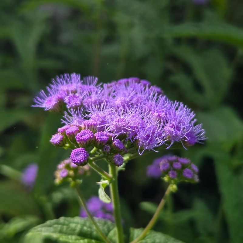 Blue Mistflower Blue Mistflower