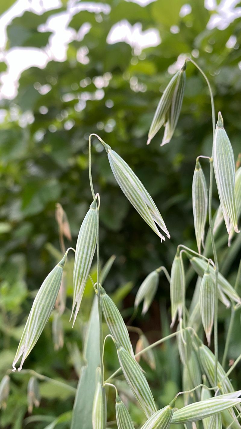 Blue Oat Grass